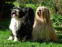 NYIMA NYING - chovatelská stanice